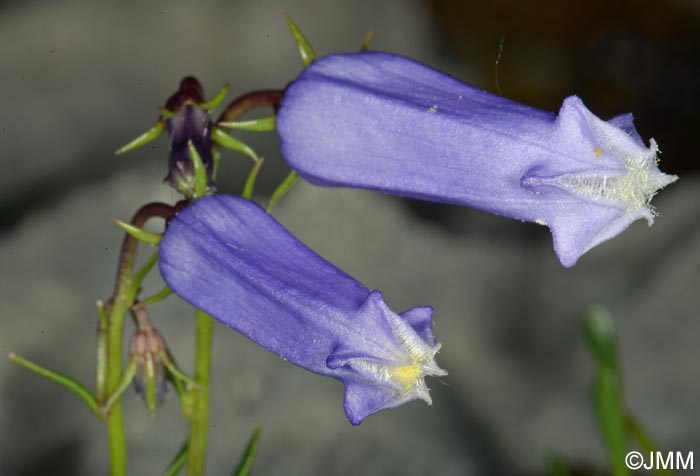 Campanula zoysii