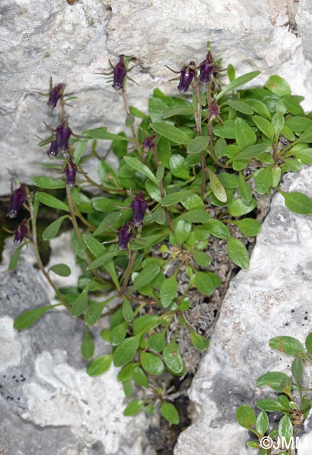 Campanula zoysii