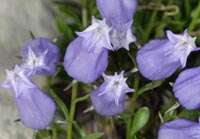 Campanula zoysii