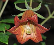 Canarina canariensis