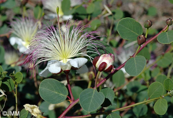 Capparis spinosa