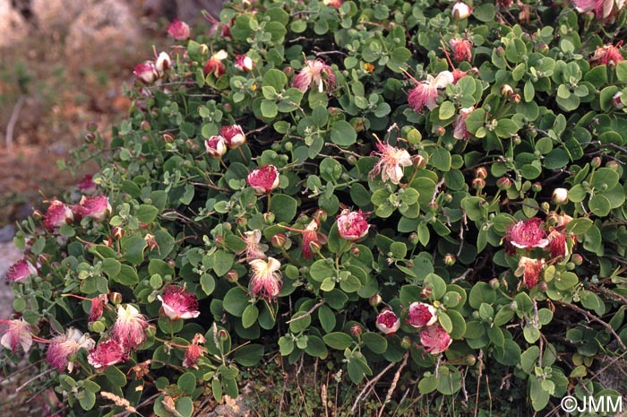 Capparis spinosa