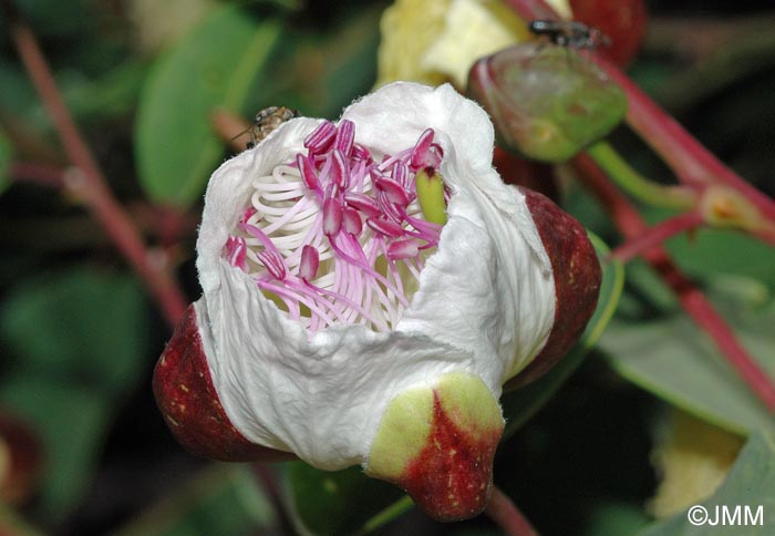 Capparis spinosa