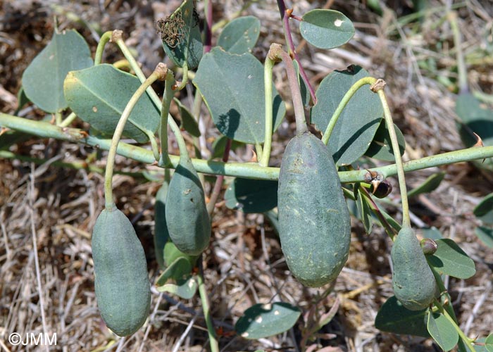 Capparis spinosa