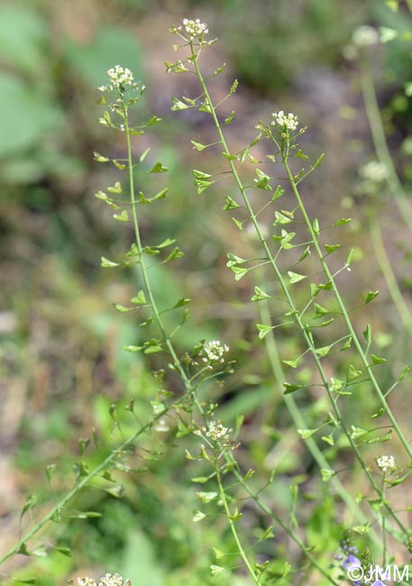 Capsella bursa-pastoris