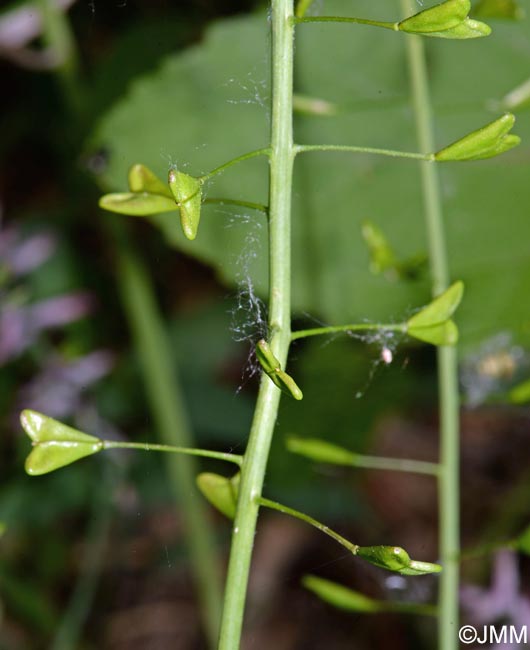 Capsella bursa-pastoris