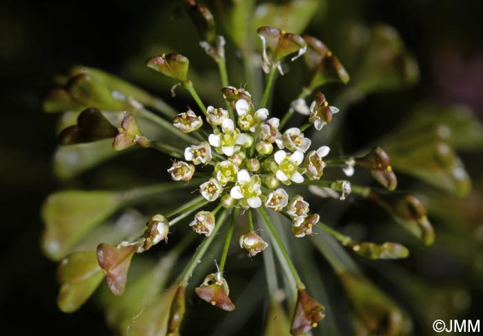 Capsella bursa-pastoris