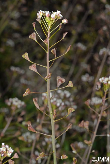 Capsella rubella