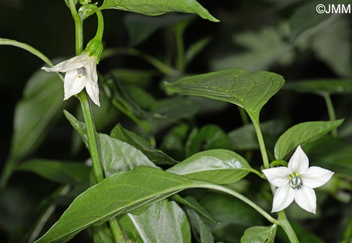 Capsicum annuum