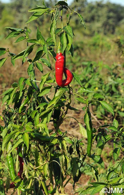 Capsicum annuum