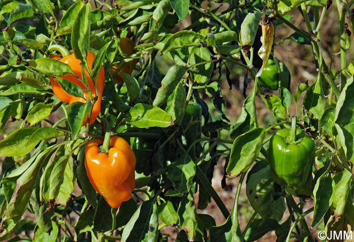 Capsicum annuum