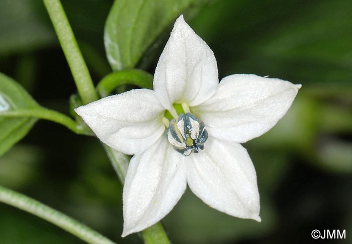 Capsicum annuum