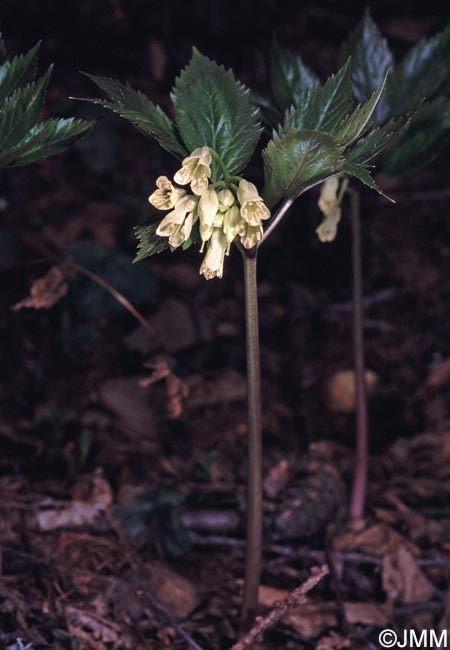 Cardamine enneaphyllos = Dentaria enneaphyllos