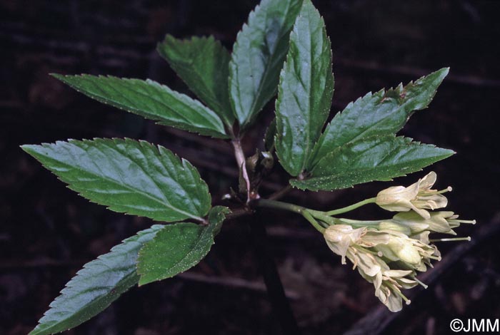 Cardamine enneaphyllos = Dentaria enneaphyllos