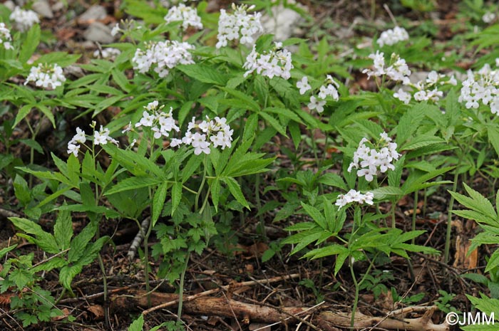 Cardamine heptaphylla