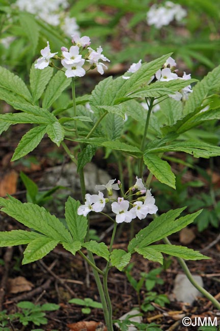 Cardamine heptaphylla