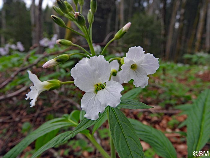 Cardamine heptaphylla