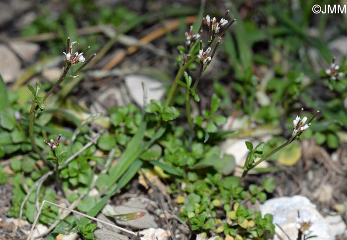 Cardamine hirsuta