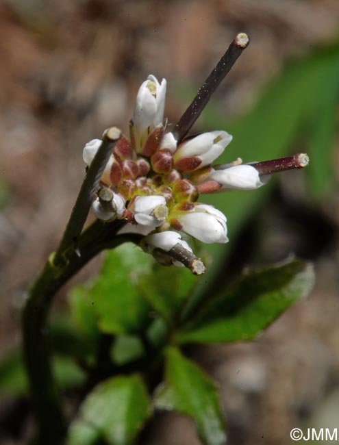 Cardamine hirsuta