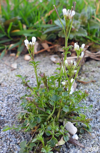 Cardamine hirsuta