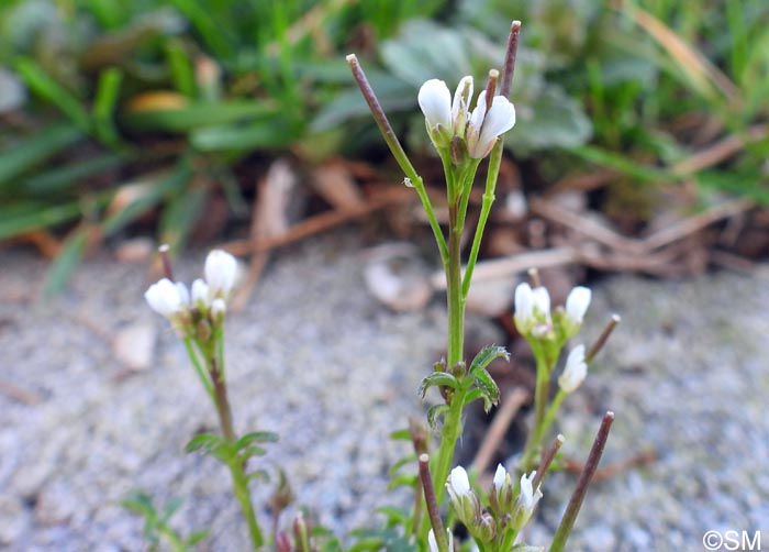 Cardamine hirsuta