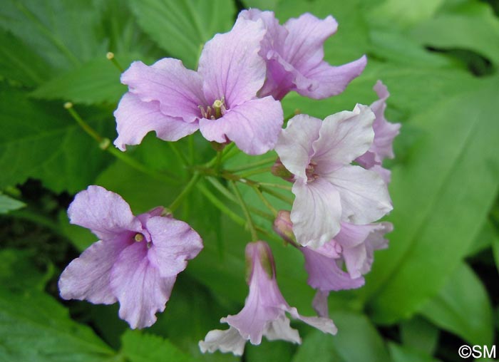 Cardamine pentaphyllos