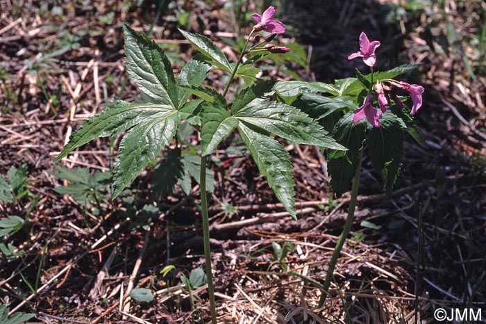 Cardamine pentaphyllos