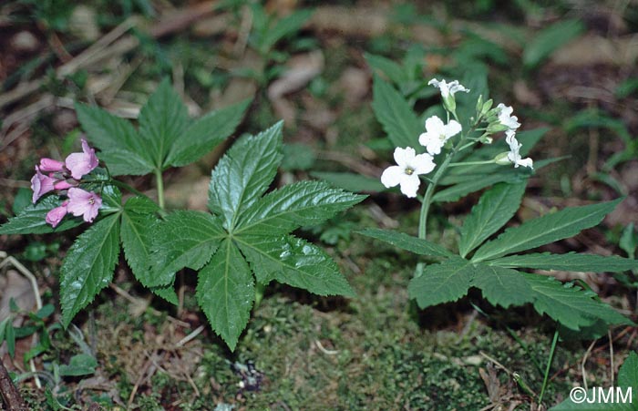 Cardamine pentaphyllos & Cardamine heptaphylla