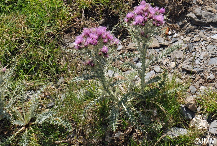 Carduus carlinoides = Carduus carlinoides subsp. carlinoides