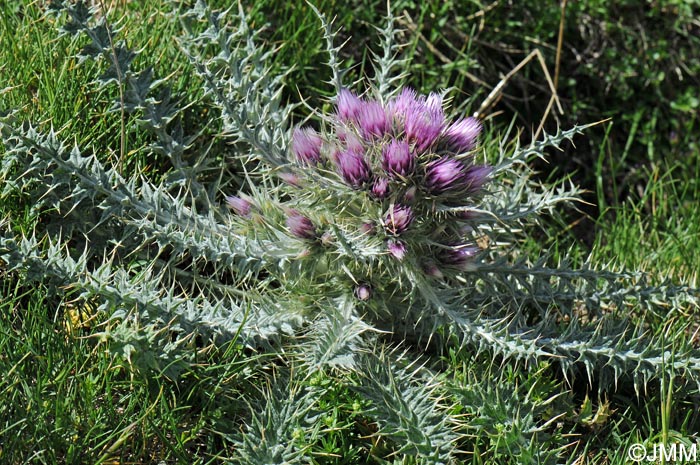 Carduus carlinoides = Carduus carlinoides subsp. carlinoides