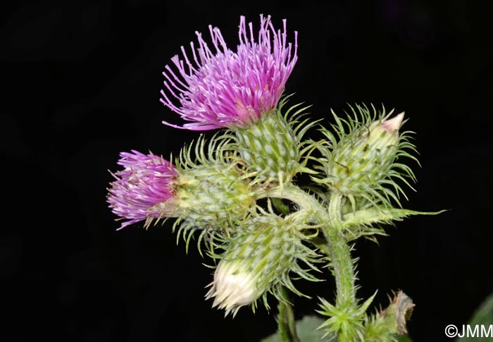 Carduus crispus subsp. multiflorus