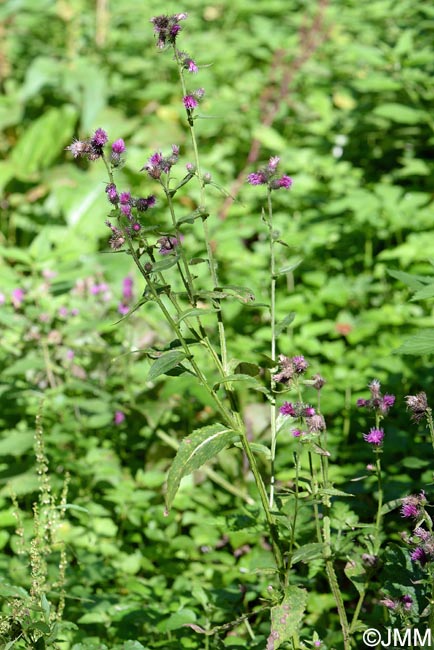 Carduus crispus subsp. multiflorus