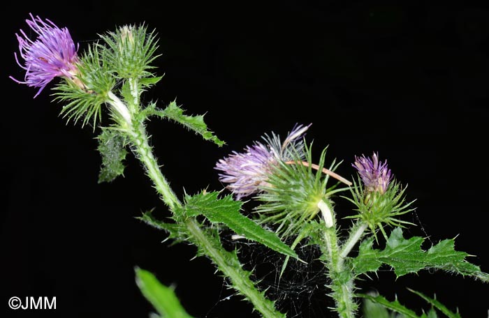 Carduus crispus subsp. multiflorus