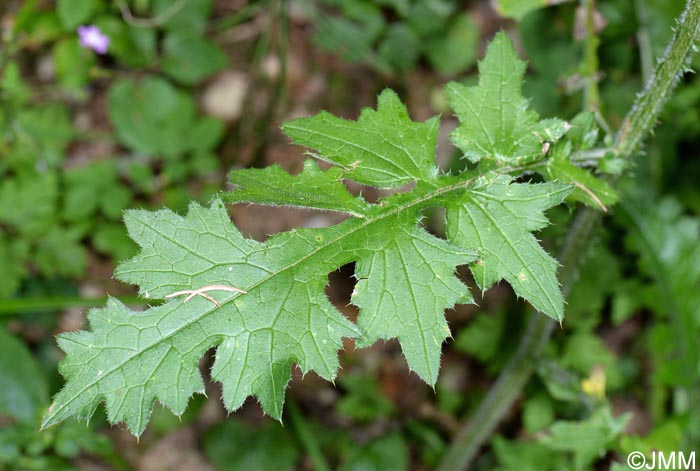 Carduus crispus subsp. multiflorus