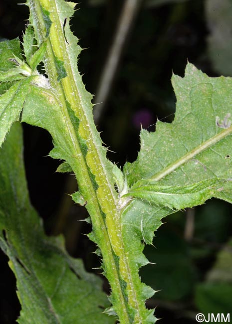 Carduus crispus subsp. multiflorus