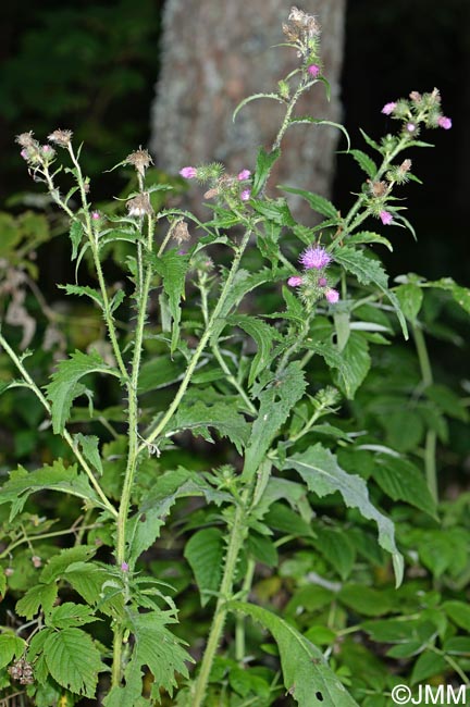 Carduus crispus subsp. multiflorus