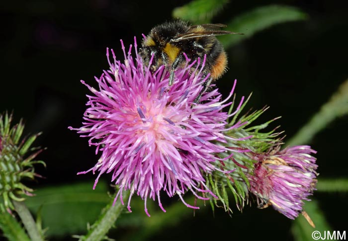 Carduus crispus subsp. multiflorus