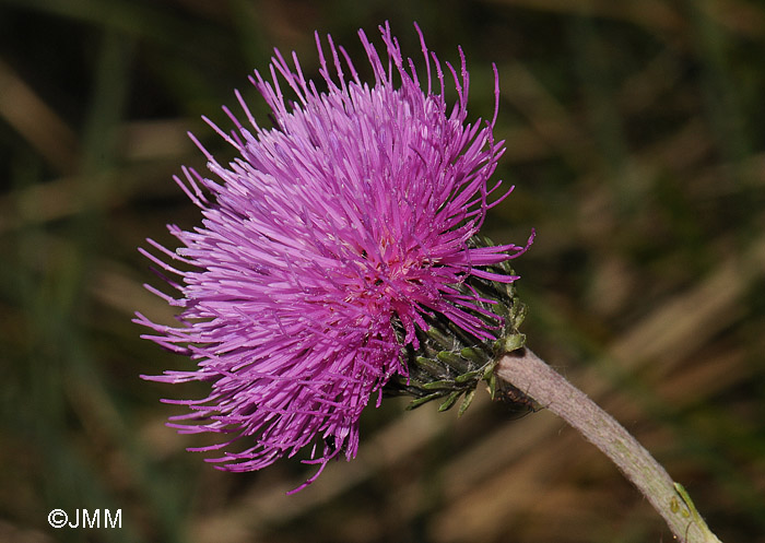 Carduus defloratus subsp. defloratus