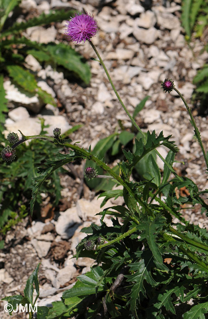 Carduus defloratus subsp. defloratus
