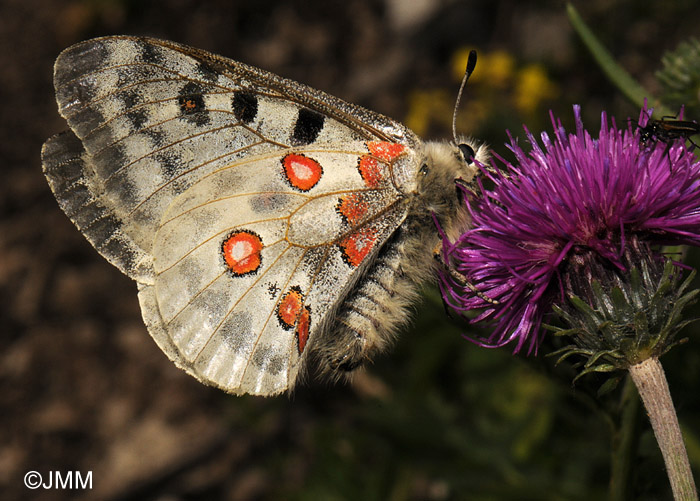 Carduus defloratus subsp. defloratus & Parnassius apollo