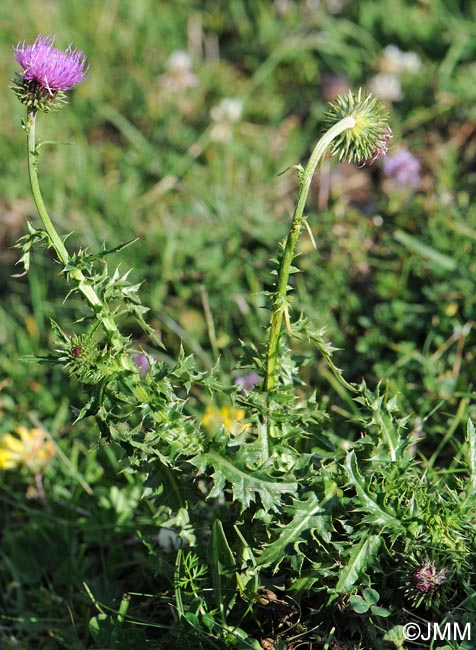 Carduus defloratus subsp. tridentinus