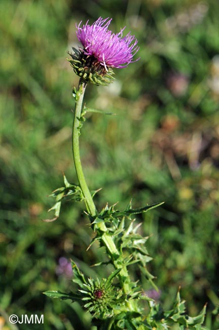 Carduus defloratus subsp. tridentinus