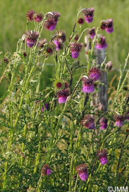 Carduus nutans = Carduus nutans subsp. nutans