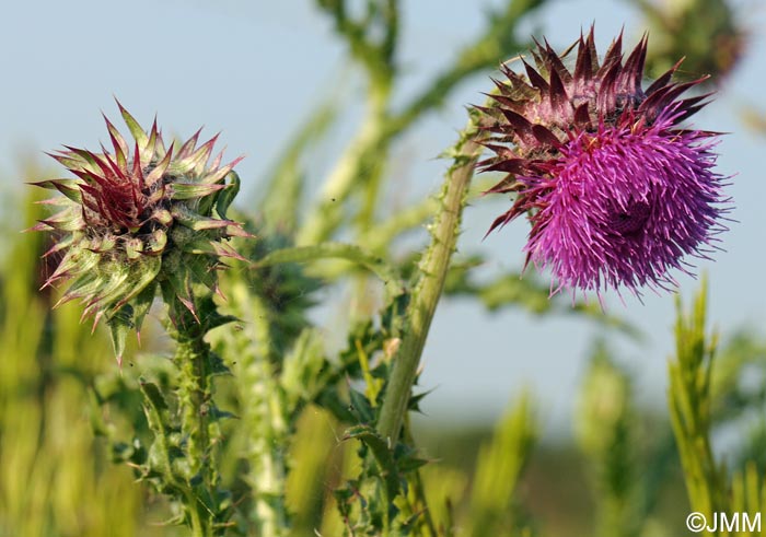 Carduus nutans = Carduus nutans subsp. nutans