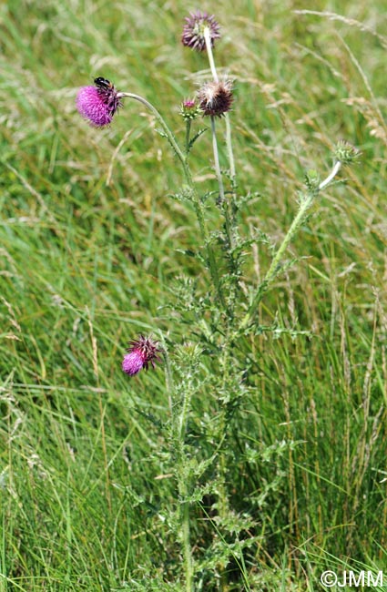 Carduus nutans = Carduus nutans subsp. nutans