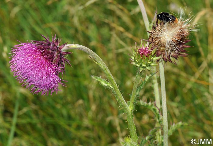 Carduus nutans = Carduus nutans subsp. nutans