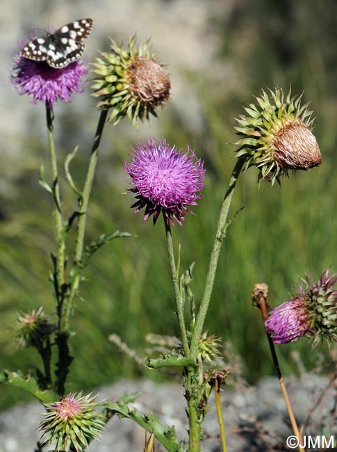 Carduus nutans subsp. platylepis