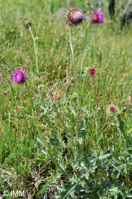 Carduus nutans subsp. platylepis