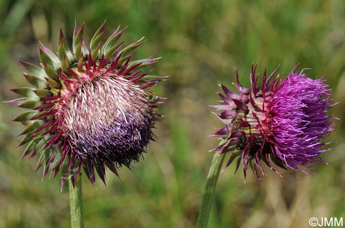 Carduus nutans subsp. platylepis