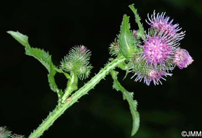 Carduus personata